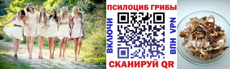 Купить где  Знаменск  Псилоцибиновые грибы Psilocybe 